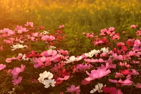 太美了！春暖花开，快来东莞赏花！（附攻略）图片