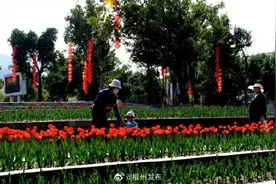 震撼！近十万株郁金香绽放！就在福州沙滩公园图片