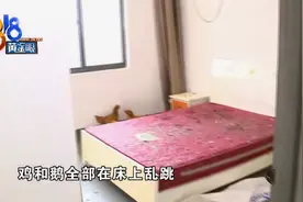 鸡和鹅在床上跳，租客出的损招？图片