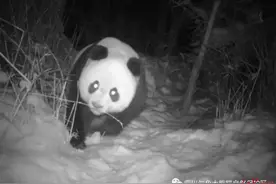 报告！发现一只小可爱图片