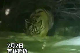 女子下班途中偶遇东北虎，对视几秒后老虎离去图片
