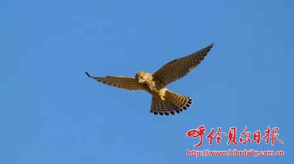 顤ױȸ֮