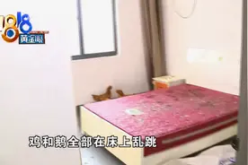 房东开门傻眼了！鸡和鹅在床上“蹦迪”？租客：我就想养，没事闲着玩图片
