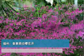 福州：春意萌动樱花开视频封面