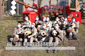 好运“滚滚”来 熊猫宝宝集体亮相贺新春视频封面