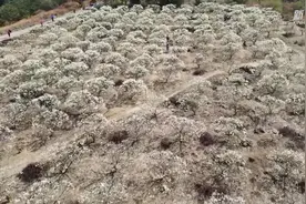 广东广州：千树万树李花开视频封面
