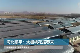 河北顺平：大棚桃花报春来视频封面