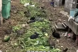 女子怀孕前因喜好养了几只兔子，生完孩子后变成了200只图片