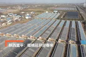陕西富平：樱桃花开迎春来视频封面