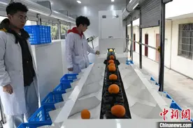 探访国家级柑桔研究所 智能化应用为柑橘种植提供便利图片