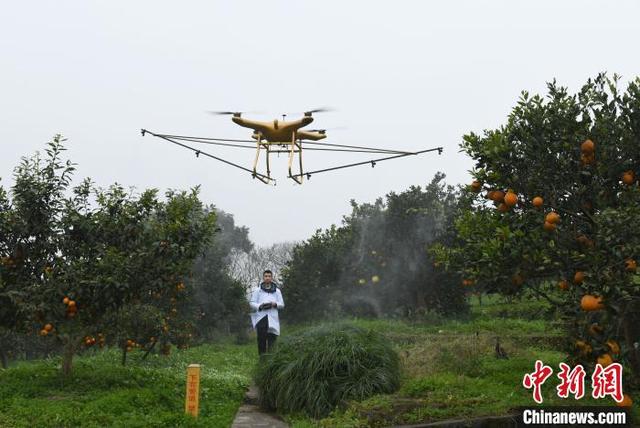 探访国家级柑桔研究所 智能化应用为柑橘种植提供便利