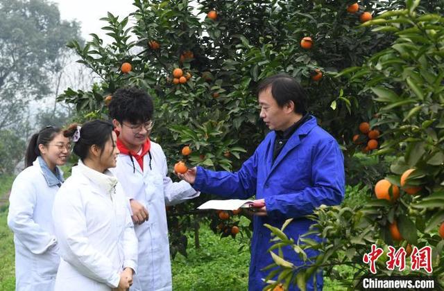 探访国家级柑桔研究所 智能化应用为柑橘种植提供便利