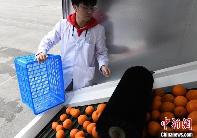 探访国家级柑桔研究所 智能化应用为柑橘种植提供便利