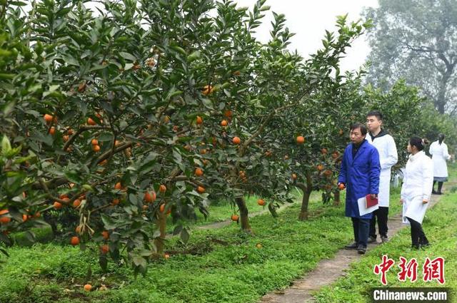 探访国家级柑桔研究所 智能化应用为柑橘种植提供便利