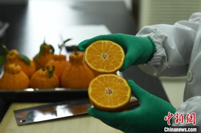 探访国家级柑桔研究所 智能化应用为柑橘种植提供便利