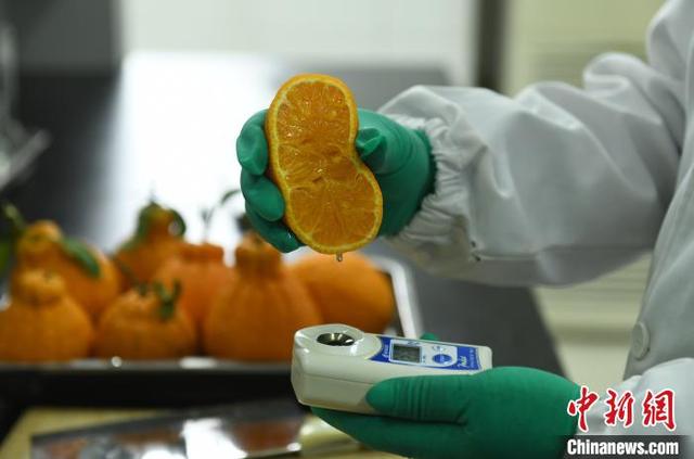 探访国家级柑桔研究所 智能化应用为柑橘种植提供便利