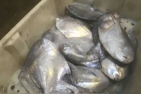 新春走基层｜探访节前宁波海鲜批发市场：一条鲳鱼780元图片