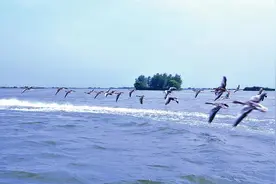 盐城盐都倾力打造新洋港（蟒蛇河）沿线生态景观图片