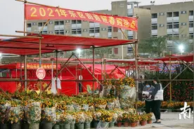 图集｜最是一年春好处，快来东区“行花街”图片
