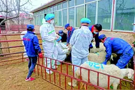 新华每日电讯：乡村兽医去哪儿了？有证的多到城里看宠物去了图片