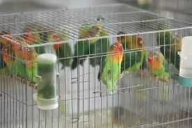 商丘鹦鹉养殖陷非法困局：有养殖户被追刑责，面临卖不掉放不了图片