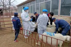 75%人类新发传染病源自动物，但中国仅10万人有兽医职业资格，且很多是宠物医生图片