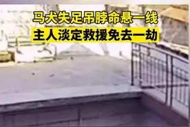 命悬一线！马犬屋顶散步失足被勒住脖子，主人及时救回爱犬图片