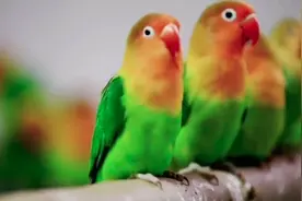 万只鹦鹉飞进园 热热闹闹过新年图片