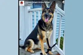 美国男子中风摔倒 被救援犬拖到电话前求助图片