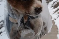 边防战士巡逻路上捡到小奶狗！网友：未来要当军犬吗图片