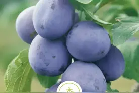聆听汉字之美：《花草字传》，了解“李”图片