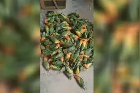 卖不掉放不了，商丘鹦鹉养殖陷“非法”困局图片