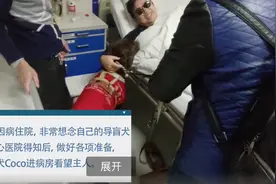 暖心！医院特许导盲犬探望生病主人，尾巴瞬间摇成电动马达图片