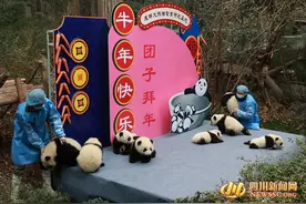 最萌“汤圆”亮相！成都熊猫基地2020级熊猫幼仔给您拜年了图片