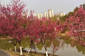 河源2处城乡樱花园迎春绽放图片