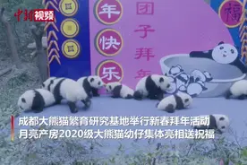 成都大熊猫繁育研究基地2020级熊猫幼仔新春拜年