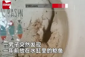 男子把鲶鱼忘水缸1年没喂食，想起来一看难以置信：惊变“蝌蚪”图片