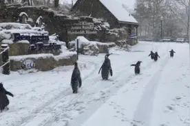 动物园七只企鹅雪中逛园子 与北极熊打招呼交朋友图片