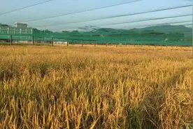 基因编辑技术如何让水稻秸秆“变废为宝”？图片