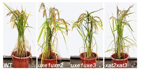 鍩哄洜缂栬緫鎶€鏈浣曡姘寸ɑ绉哥鈥滃彉搴熶负瀹濃€濓紵