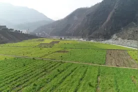 陇南：油菜花开春意浓图片