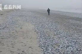 智利海滩惊现成千上万死鱼 水中检测出叶绿素图片
