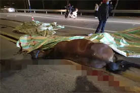 两匹马逆行狂奔，遇上新手司机……图片