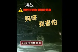 “妈呀我害怕！”女子下班途中偶遇东北虎……图片