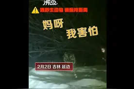 “妈呀我害怕！”女子下班途中偶遇东北虎……图片