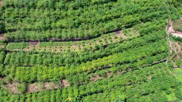 花椒有啥用 2026年花椒有啥用途