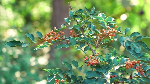 花椒有啥用 2026年花椒有啥用途