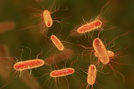 硬核·科普：大肠杆菌到底长什么样子呢？