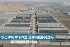 水上种菜，水下养鱼，这种混搭你见过吗？视频封面