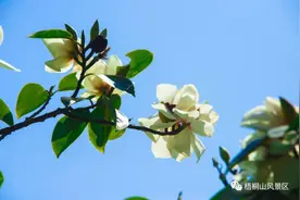 想一睹“白衣仙子”深山含笑的风采？深圳海拔最高花海等你来打卡图片